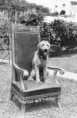 /album/fotogaleria-fotografias-con-historia/laddie-boy-warren-g-harding-s-airedale-terrier-collar-stolen-from-former-president-s-historic-home-jpg/